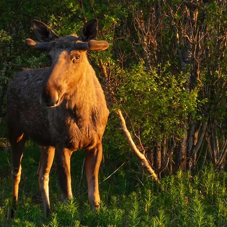 Kleivan Lofoten Ferienhaus *