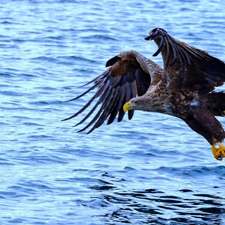 Kleivan Lofoten Kvalnes (Vestvagoy)